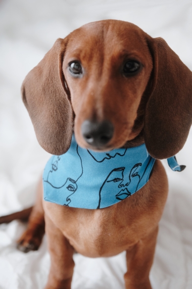 Product Image: UNITY PET BANDANA