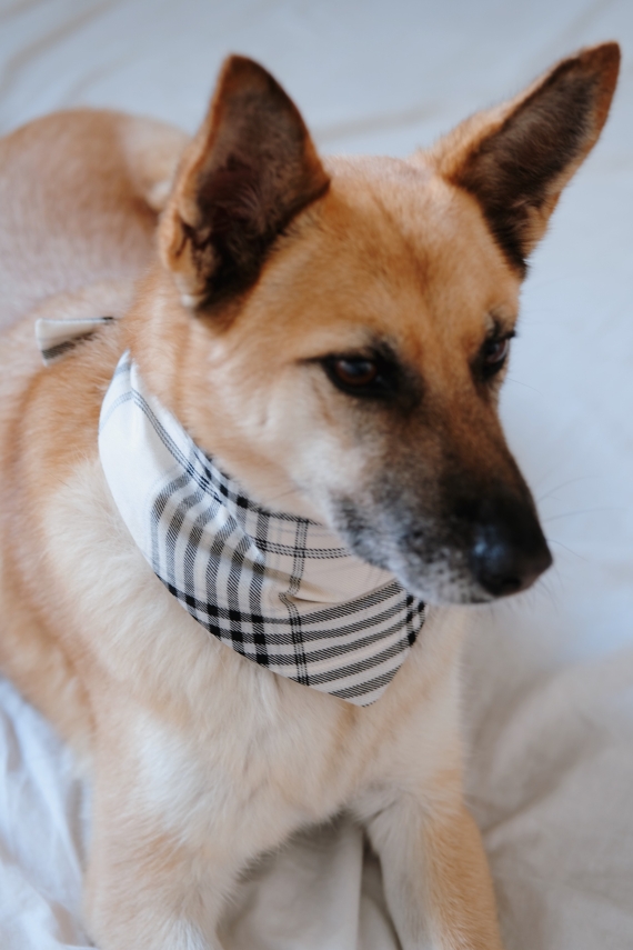 EQUALITY PET BANDANA