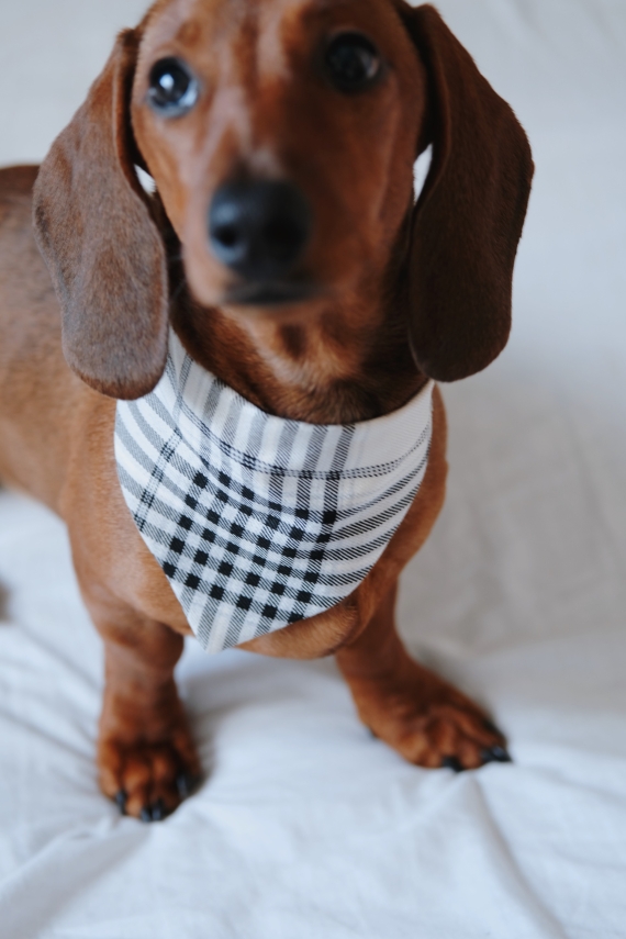 EQUALITY PET BANDANA