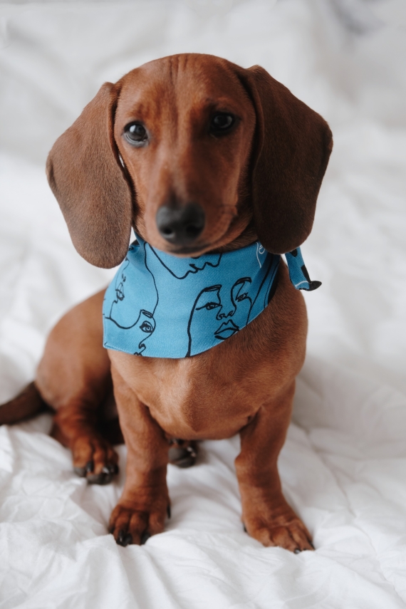 UNITY PET BANDANA