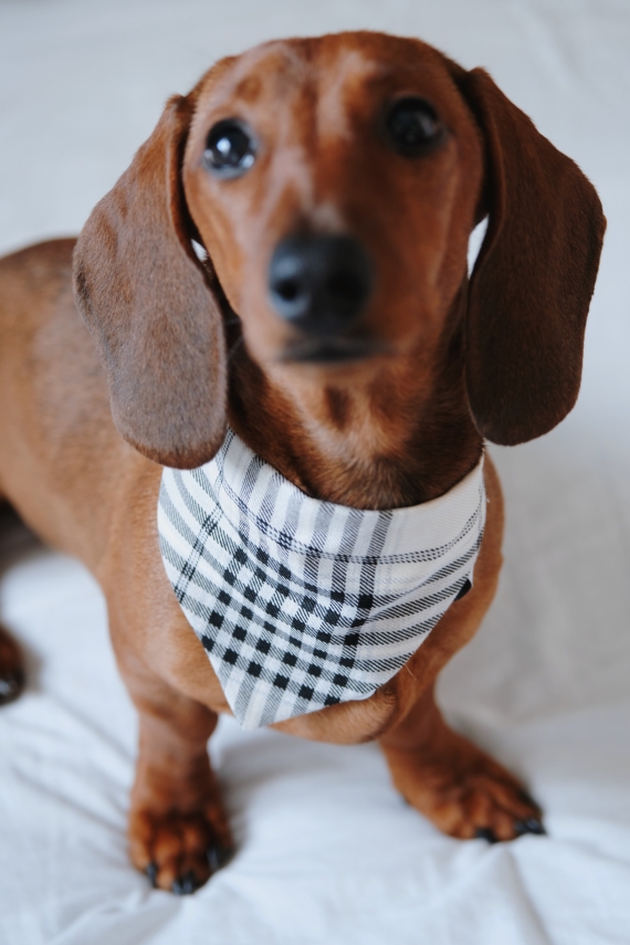 EQUALITY PET BANDANA