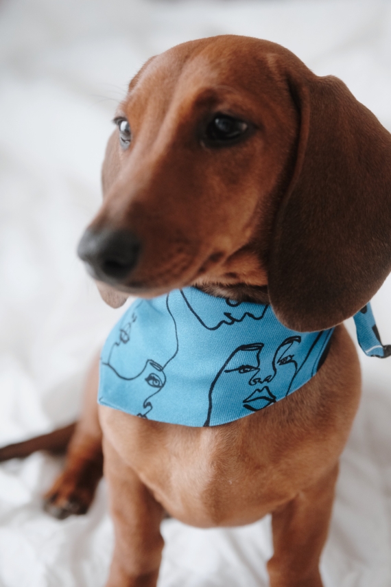 UNITY PET BANDANA