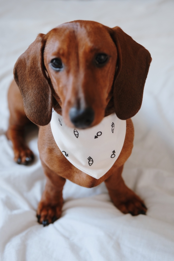 YOU & EYE PET BANDANA