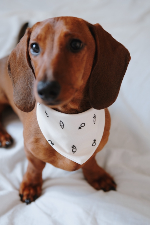 YOU & EYE PET BANDANA