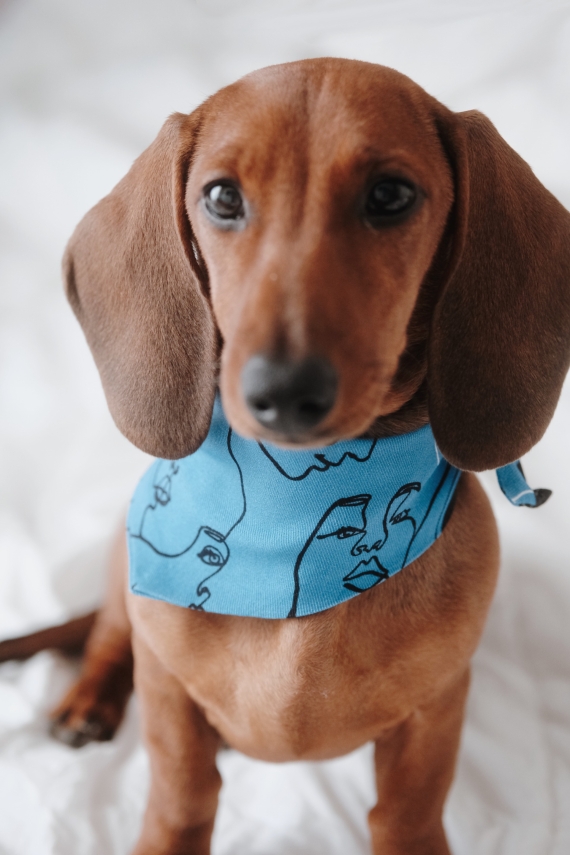 UNITY PET BANDANA